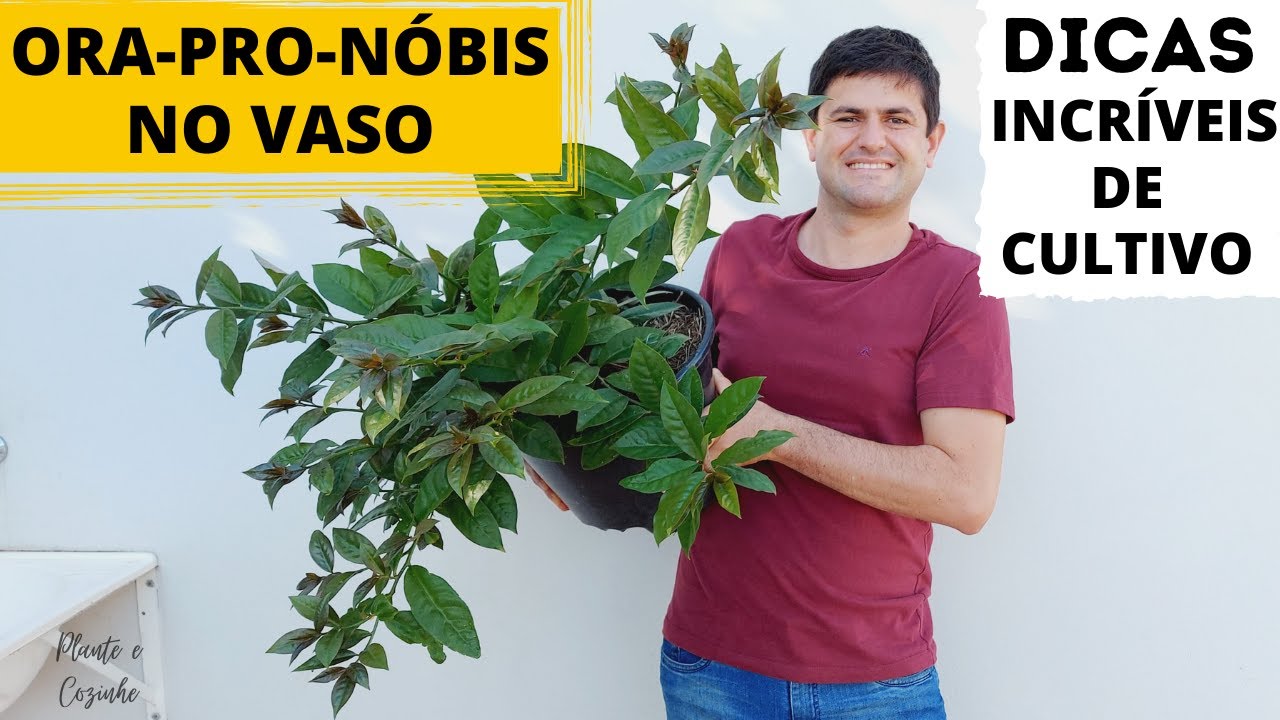 ORA-PRO-NÓBIS EM VASO: COMO PLANTAR E FAZÊ-LA FICAR VERDINHA! CINCO DICAS INCRÍVEIS (Ep115)