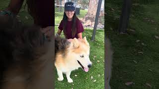 Video preview image #1 Siberian Husky Puppy For Sale in Pasadena, CA, USA