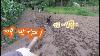 숲속농장의 텃밭은 쉴세가 없다~! 감자 수확후 고소한 들깨 심는 날!//Planting fragrant pe…