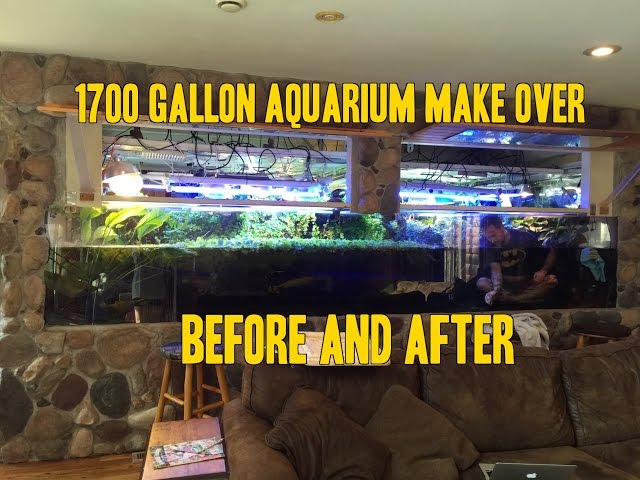 1700 gallon Aquarium Vivarium AquaScaping Before and After