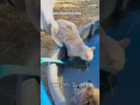 Bichinhos que nos entendem - gatos vs o mundo