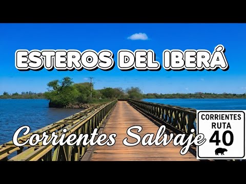 ESTEROS DEL IBERA : UN PARAÍSO salvaje de Argentina 🐊 capibaras, yacares y más‼️