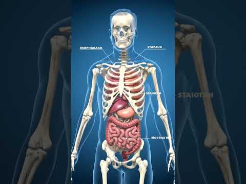 "Male Human Skeletal System in 3D | Full Bone Structure Animation Explained"