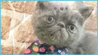 ペットショップCOO&RIKU No00703524(エキゾチック)