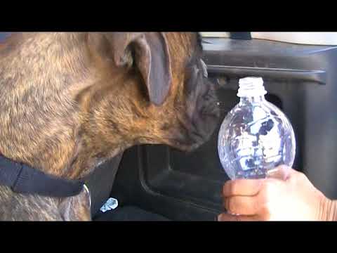 Naif che beve 08 07 2012