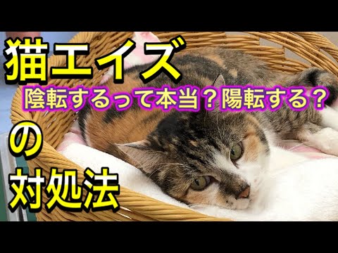 猫エイズ - 感染症、症状、治療