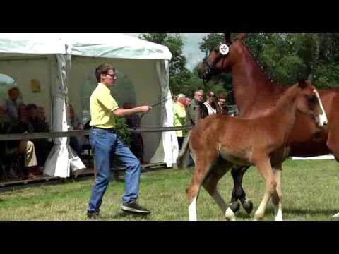 Sudweyher Fohlenschau 2016 - Kat.-Nr. 25