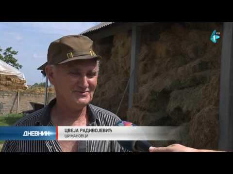 Mlekari na gubitku zbog niske cene