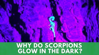 The Mystery Of Scorpions