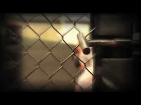 Asylum Fight Gym promo video