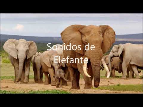 Efectos de sonido de Animales | Sonido de Elefante
