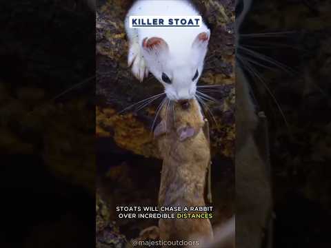 Serial Killer Stoat: The Fearless Hunter of the Animal Kingdom! 🐱 #nature   #wildlife   #stoat