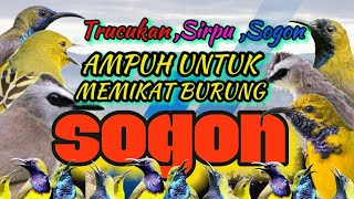Download lagu SEMUA SOGON pasti turun dengan suara ini.mp3 pikat sogon dan segala burcil mp3 Download lagu SEMUA SOGON pasti turun dengan suara ini.mp3 pikat sogon dan segala burcil mp3