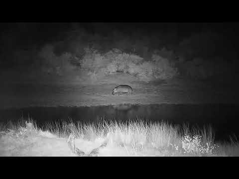 Djuma: Hippo leaves the dam to mark and graze - 01:05 - 03/11/2022