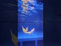 Mermaid silicon 11kg under water!! Awmazing❤️