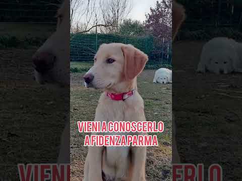 Regalo Danny una meraviglia di 4 mesi e mezzo cerca casa