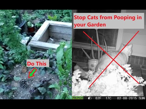 How to stop cats pooping in garden beds using this simple natural flower