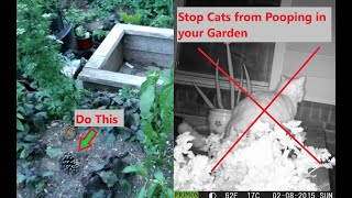 How to stop cats pooping in garden beds using this simple natural flower