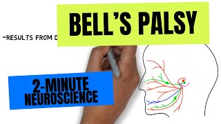 2-Minute Neuroscience: Bell