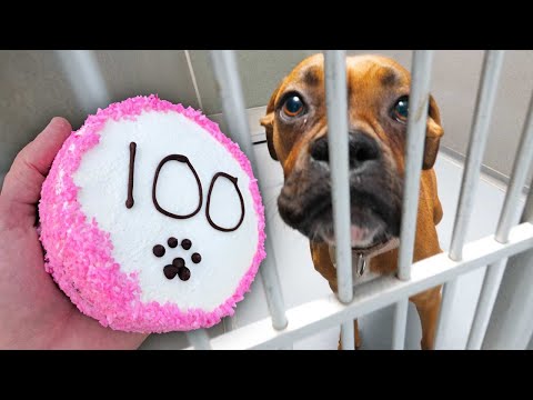 Baking 100 Dog Cakes For Homeless Dogs! Video