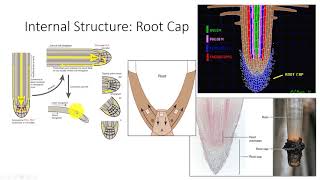 Internal Structure of Roots