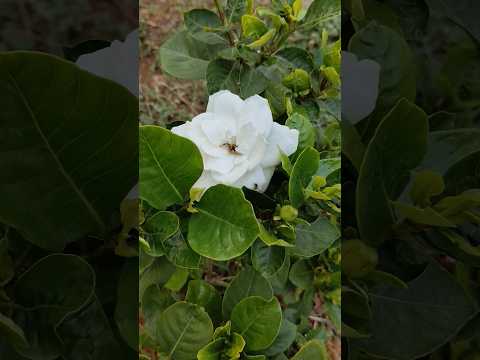 Gandhraj (Cape Jasmine) Flower Plant🌿#beautiful#gandhraj#cape#jasmine#flowers#plants#garden#shorts