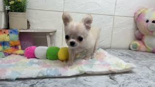 チワワ(ロング)の動画01