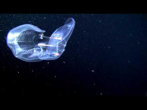 Pelagic Magic Summer Highlights '15