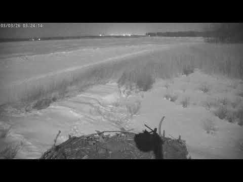 Great Bay Osprey Cam