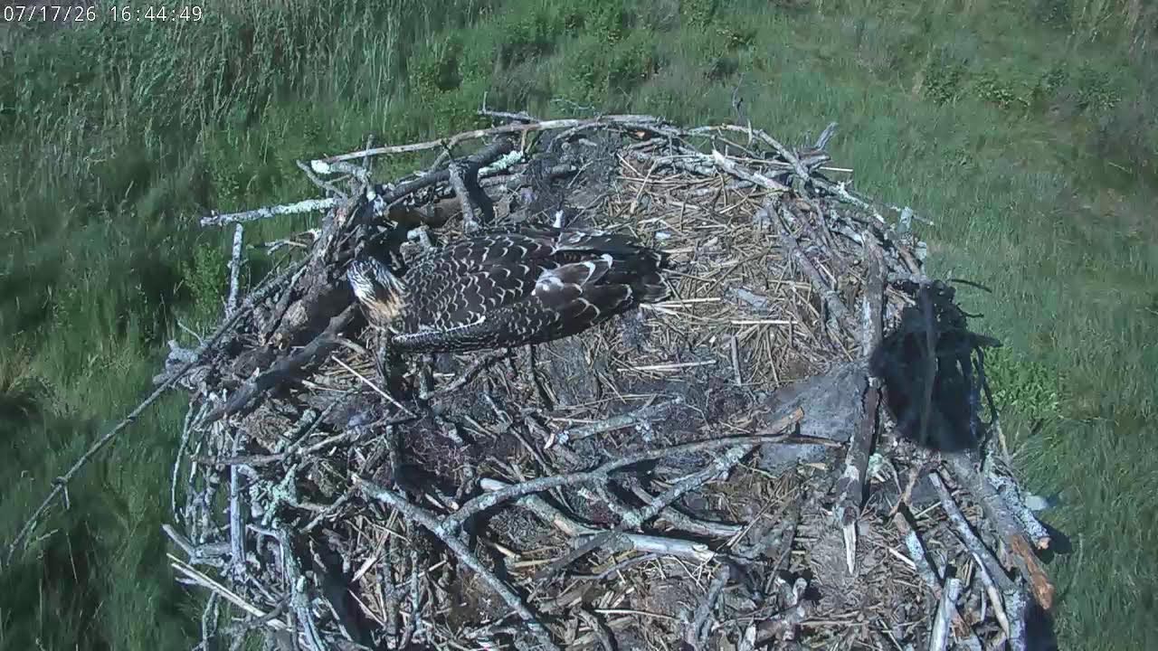 Live webcam view of Nido de Águila Pescadora en Great Bay