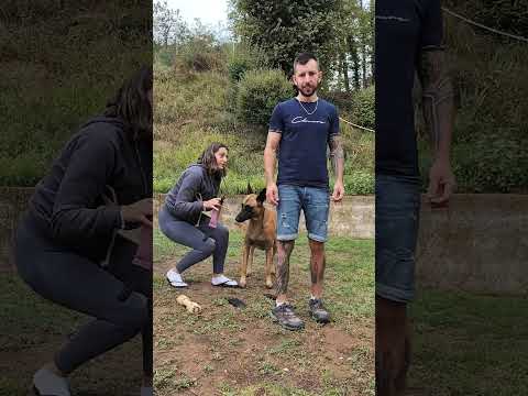 Es increíble la inteligencia! #parati #perros #malinois #instagram #dogs #k9 #viral #perro #dog