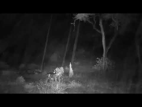 Djuma: Wildebeest and Impalas - 19:33 - 10/11/20