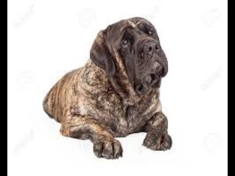 Massaging my Mastiff~Demo