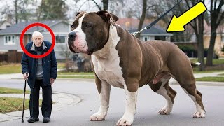 Un hombre con Alzheimer se encuentra con un pitbull en la calle: ¡sucede algo increíble!