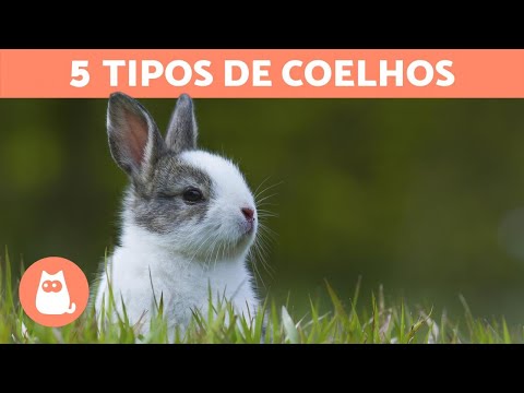 , title : '5 TIPOS DE COELHOS e suas características especiais'