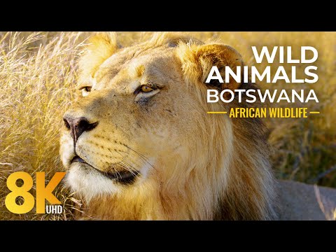 Close Up Wild Animals of Mabuasehube, Botswana - 8K African Wildlife Film