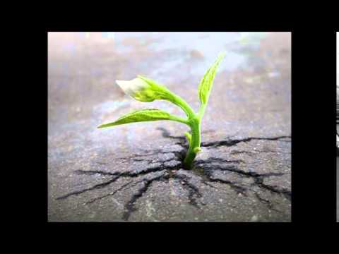 Baby Cham--Fighter ft Damian Marley