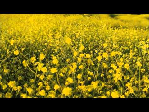 Pt. Bhimsen Joshi: Rare Basant Bahar