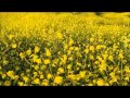 Pt. Bhimsen Joshi: Rare Basant Bahar