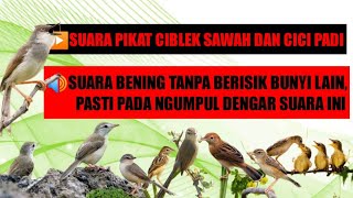 Download lagu Suara pikat ciblek sawah dan cici padi sekaligus mp3