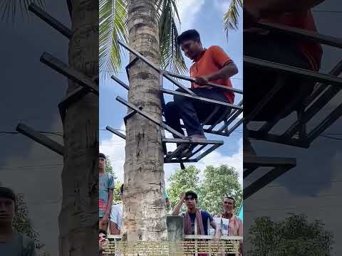 Tree Ascension: How a Simple Harness Revolutionizes Vertical Harvesting