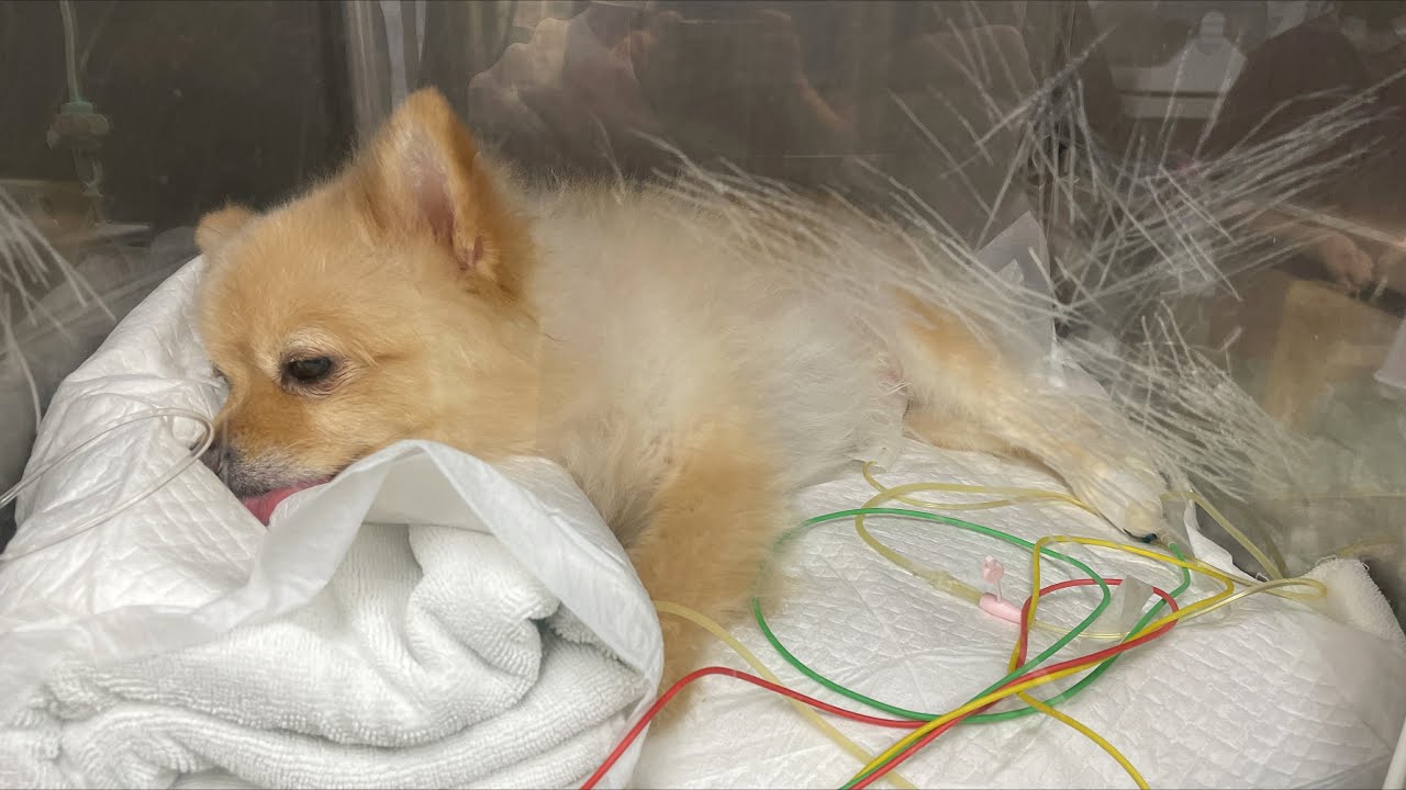 【ご報告】今回の入院に至った経緯について