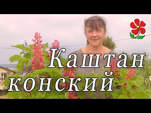 фото каштан конский красноцветковый (бриотии, павия) 0