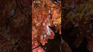 Download lagu 紅葉(日本の唱歌) mp3 Download lagu 紅葉(日本の唱歌) mp3