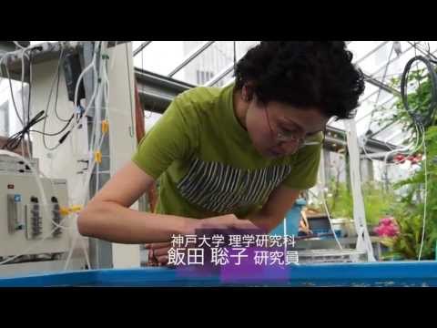 スイミングプールの輪郭をどのように配置するか?プールを舗装、植栽、家具で囲むための 3 つのアイデア  庭園