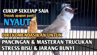 Download lagu Suara panggilan trucukan, pancingan & masteran trucuk agar cepat BUNYI trucukan gacor ropel panjang mp3 Download lagu Suara panggilan trucukan, pancingan & masteran trucuk agar cepat BUNYI trucukan gacor ropel panjang mp3