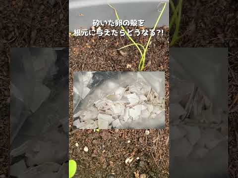 なぜ卵の殻を庭に植えるのですか？できるだけ早く始めるべき3つの理由!  庭園