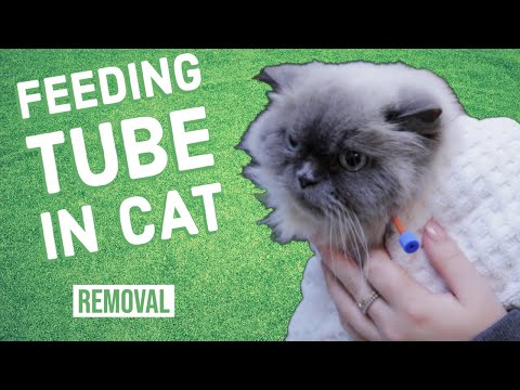 Removing a Feeding Tube from a Cat