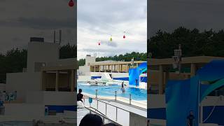 Kamogawa seaworld Dolphins show#japan #australia #family #roadtrip