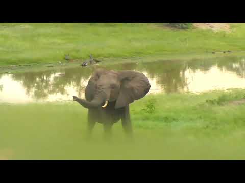Djuma: Elephants-group of three - 07:52 - 02/24/19